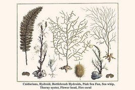Cnidarians, Hydroid, Bottlebrush Hydroids, Pink Sea Fan, Sea whip, Thorny oyster - £17.57 GBP+