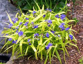 Live Plant Sweet Kate Blue &amp; Gold Spiderwort Tradescantia Quart Pot - £44.84 GBP