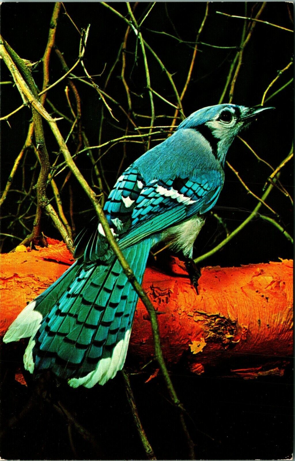 Peebles OH Ohio Historical Society Blue Jay Serpent Mound Chrome Postcard UNP Item image 2
