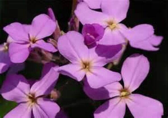 GIB Evening Scented Stock Flower 200 Fresh Seeds -  - $2.00