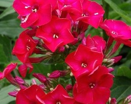 THJAR Scarlet Phlox Flower Seeds - Grow Beautiful Flowers Indoors, Outdo... - $57.14 MXN