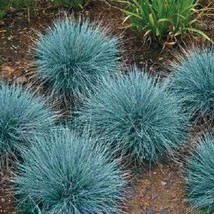 100 Blue Sheeps Fescue Grass Fesnea Ovina Glauca Aestivum Seeds New Fast... - $285.31 MXN