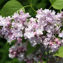 25+ Katherine Lilac Seeds Tree Fragrant Flowers Perennial Seed Flower 95... - $9.99