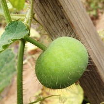 Heirloom Tinda Seeds Pack - Grow Your Own Green Baby Pumpkins with 5 Premium See - £4.75 GBP