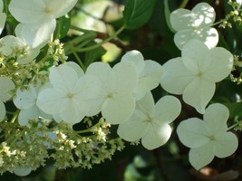 Hydrangea Anomala Petiolaris Climbing Hydrangea Seeds USA Fast Shipping - $18.98