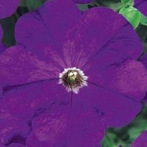 Fast Ship USA Seller 1000 Petunia Seeds Petunia Carpet True Blue - $45.20