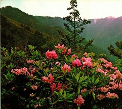 Cave Bluff Trail Smoky Mountains National Park Rhododendrons Vtg Chrome Postcard - £2.30 GBP