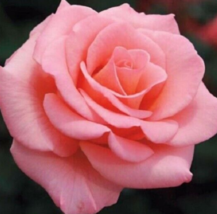 10 Pc Seeds Light Pink Rose Flower, Rose Bush Perennial Seeds for Planti... - £13.22 GBP