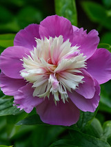 NEW Fragrant Gezhe Purple Peony Seeds - Double Blooms with Creamy White ... - $6.29