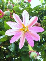 USA Store 10 Seeds Store Passiflora Mollissima, Banana Passionfruit Edible Passi - $15.25