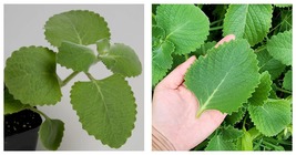 Cuban Oregano Seeds,Aka (Broad Leaf Thyme) Vegetable 180pcs Seeds - £16.98 GBP