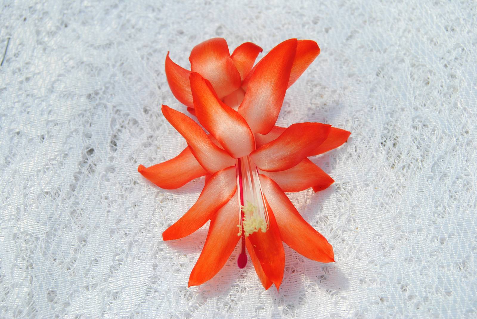 Desert Sun~Christmas Cactus Well Rooted Starter Plant~~ Schlumbergera Tr... - $16.99