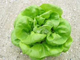 1000 Buttercrunch Lettuce Seeds Fresh Fast Shipping - $3.36