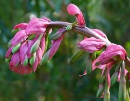 Beschorneria Sp. Mexican Lily 6 Seeds Fresh Gardening USA SELLER - £18.46 GBP