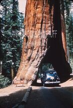 35 mm color slide * Kodak Blue Border SEQUOIA WAWONA TREE car drive true - $5.50