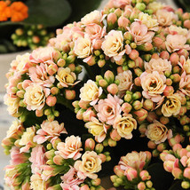 Pink Longevity Flower Seeds 100 SeedsPack Kalanchoe Flowers - $8.98