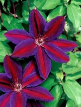 25 Purple Red Clematis Seeds Large Bloom Climbing Perennial Garden Flower - £6.96 GBP