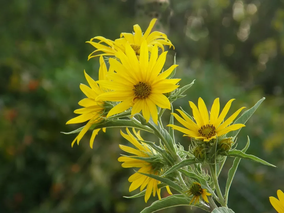 100 Yellow Maximilian Prairie Sunflower Seeds Garden - $4.79