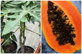 Red Lady Papaya Tree 2ft - £139.87 GBP