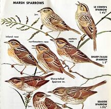Marsh Sparrows Varieties And Types 1966 Color Bird Art Print Nature ADBN1p - $371.27 MXN