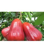 Live Thai Red Wax Apple Tree: Tropical Edible Fruit (Red Rocket Variety) - $415.50