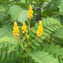 New Fresh Seeds Candlestick Plant Seed Candlebush Ringworm Cassia Medicinal - £7.29 GBP