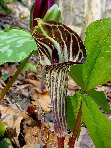 5 Jack In The Pulpit Arisaema Triphyllum Shade Flower Seeds  - £15.00 GBP