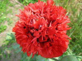 Poppy Scarlet Paeony - 25+ seeds - Z 098 - £1.56 GBP