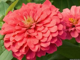 AW 250 Salmon Queen Zinnia Elegans California Giant Double Flower Seeds ... - $10.79