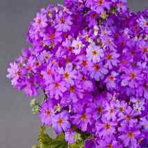 50 Lavender Fairy Primrose Primula Seeds Perennial Flower - $17.96