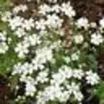1000 Seeds Baby&#39;s Breath WHITE ANNUAL Groundcover Hummingbird Non-GMO Heirloom - £9.59 GBP