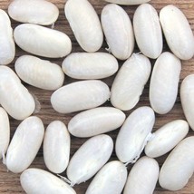 US Seller Great Northern Dry Bush Bean Hidatsa Seeds Grown To Organic Soup Baked - £12.67 GBP