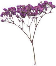 15 Red Creeping Babys Breath-1014A - £3.13 GBP