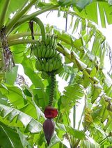 African Giant Banana Tree-musa kandarian Starter Plant - £33.50 GBP