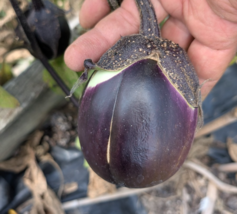 Rare Round Mauve Eggplant Seeds – Heirloom, Beautiful Color &amp; Mild Flavor - $3.18+