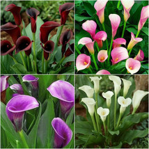 Calla Lily Root Lilies Perennial Ing Summer Flower 100 Seeds Garden Fresh USA St - $6.80