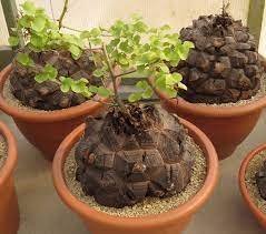 4 Seeds Hottentots' Bread Flores(Dioscorea elephantipes) Bonsai Plant Item image 4