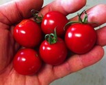 100 Seeds Sugar Bomb Cherry Tomato Seeds Heirloom Organic Non Gmo Fresh ... - £7.05 GBP