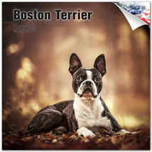 BOSTON Terrier Wall Calendar 2024 Animal DOG PET Lover Gift - £19.45 GBP