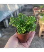 Selaginella | Frosty Fern 2 Inch Pot - $145.34 MXN