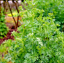 100 Common Rue Medicinal Herb Seeds Garden Rue Ruta graveolens - £5.97 GBP