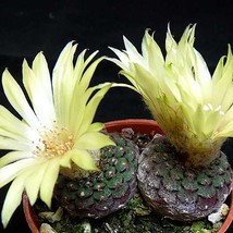 Frailea Cataphracta Seed Trio - Uncommon Cacti, Miniature Desert Plant, Ideal fo - £5.10 GBP