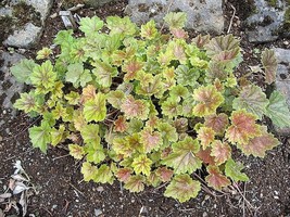 KKG 50 Heuchera Americana Coral Bells Dale&#39;S Strain American Alumroot Fr... - $8.89