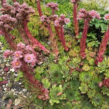 50 Mountain Hens And Chicks Succulent Sempervivum Flower Seeds Fresh Gar... - $9.98