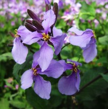 1 Pack 500 Orychophragmus Violaceus Seeds Orchid Flower Seed - $4.11