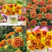 Grow In US 50 Seeds Blanket Flower Sundance Gaillardia Bi-Color Unique Native - £8.93 GBP