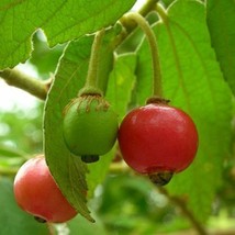 Muntingia Calabura Jamaican Cherry Aka Strawberry Tree Exotic Seeds Fresh Usa Se - £13.11 GBP