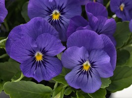 30 Frizzle Blue Ruffled Pansy Seeds Flower Perennial - £14.35 GBP