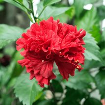 Double Red Hibiscus Rare Starter Organic Live Plant New Cuttings Indoor ... - $357.21 MXN+