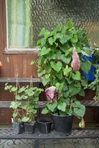 5 seeds White Veined Dutchman&#39;s Aristolochia Fimbriata Heirloom Seeds for Quick  - £6.43 GBP